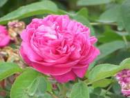 Rosa damascena 'Rose de Resht'